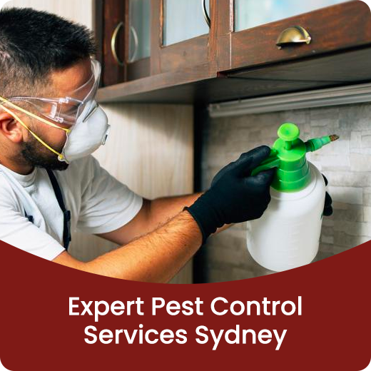 Pest Control Services Sydney Expert Warranty Sydney Pest Control Services